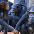 Télétravail : 6 comportements de chimpanzés que les entreprises devraient singer