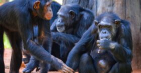 Télétravail : 6 comportements de chimpanzés que les entreprises devraient singer