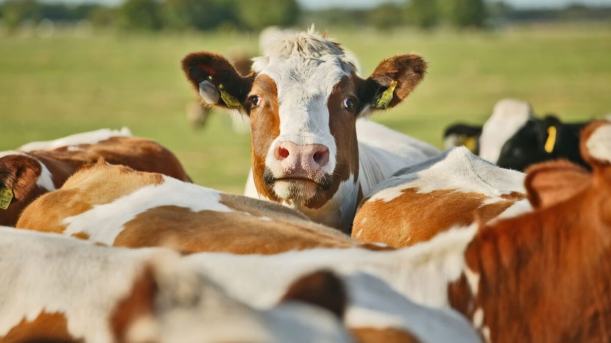 Certains candidats ont dû imiter une vache face à un recruteur.