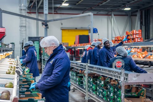 OMER-DECUGIS & CIE emploi