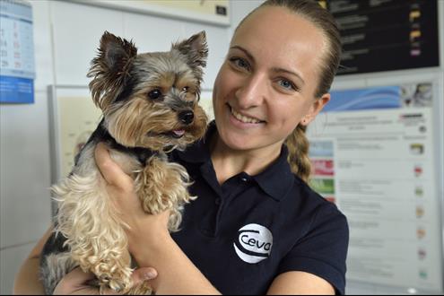 Ceva Santé Animale carrière