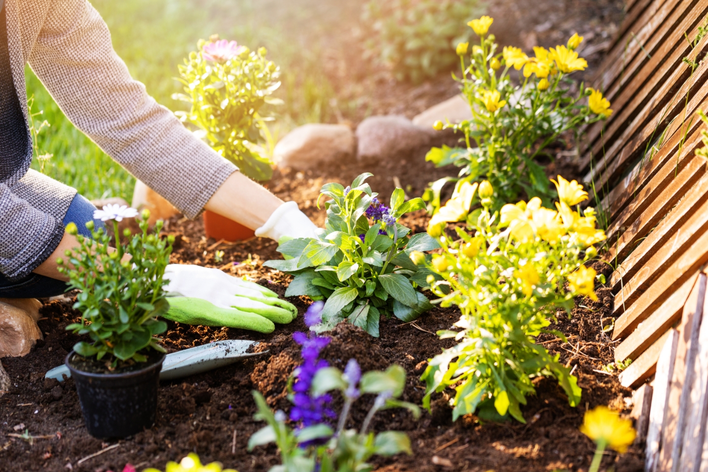 Vilmorin Jardin - Groupe Limagrain emploi
