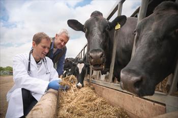 Cargill recrutement