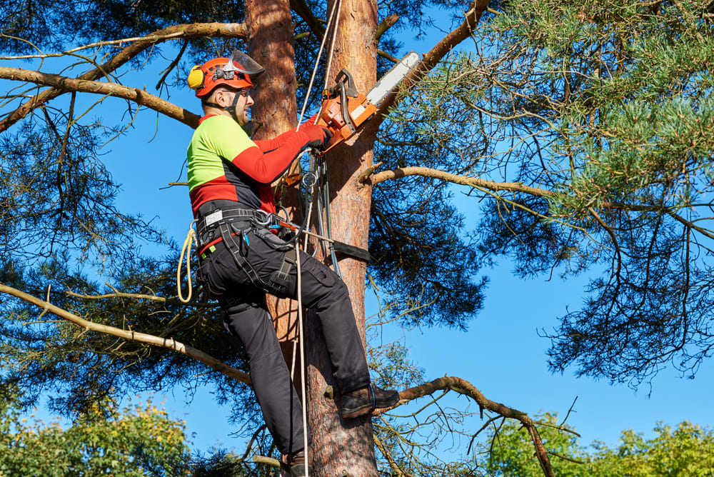 Devenir Arboriculteur Arboriculteur