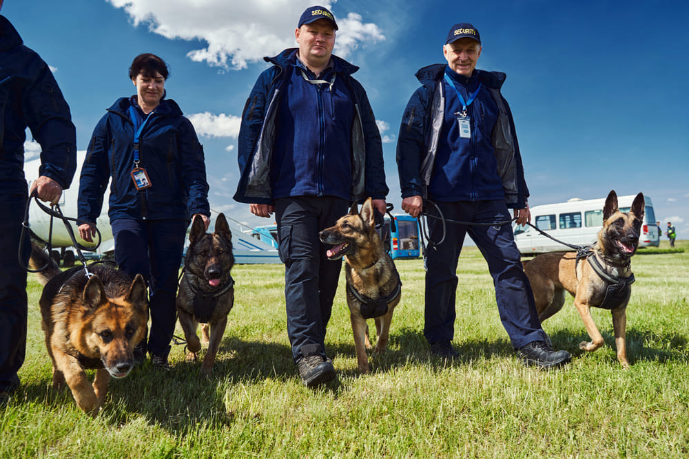 ▷ Fiche métier Maître-chien : salaire, étude, rôle et compétence 