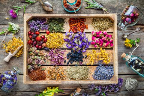 Devenir Plantes médicinales Plantes médicinales