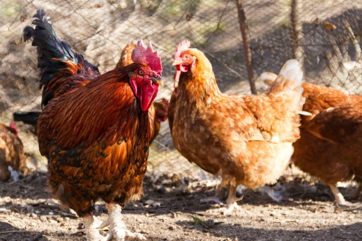 visuel poulet